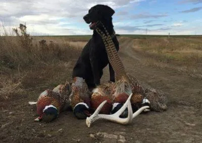 Bad River Bucks and Birds - Pheasant Hunt (3day, 4night, All-inclusive)