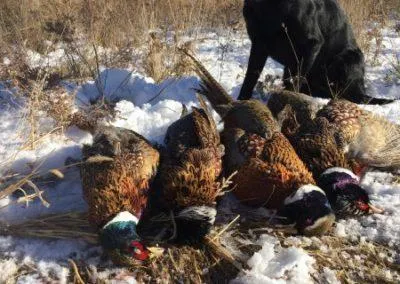 Bad River Bucks and Birds - Pheasant Hunt (3day, 4night, All-inclusive)