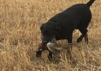 Bad River Bucks and Birds - Pheasant Hunt (3day, 4night, All-inclusive)